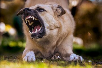 How To Read Aggressive Dog Body Language