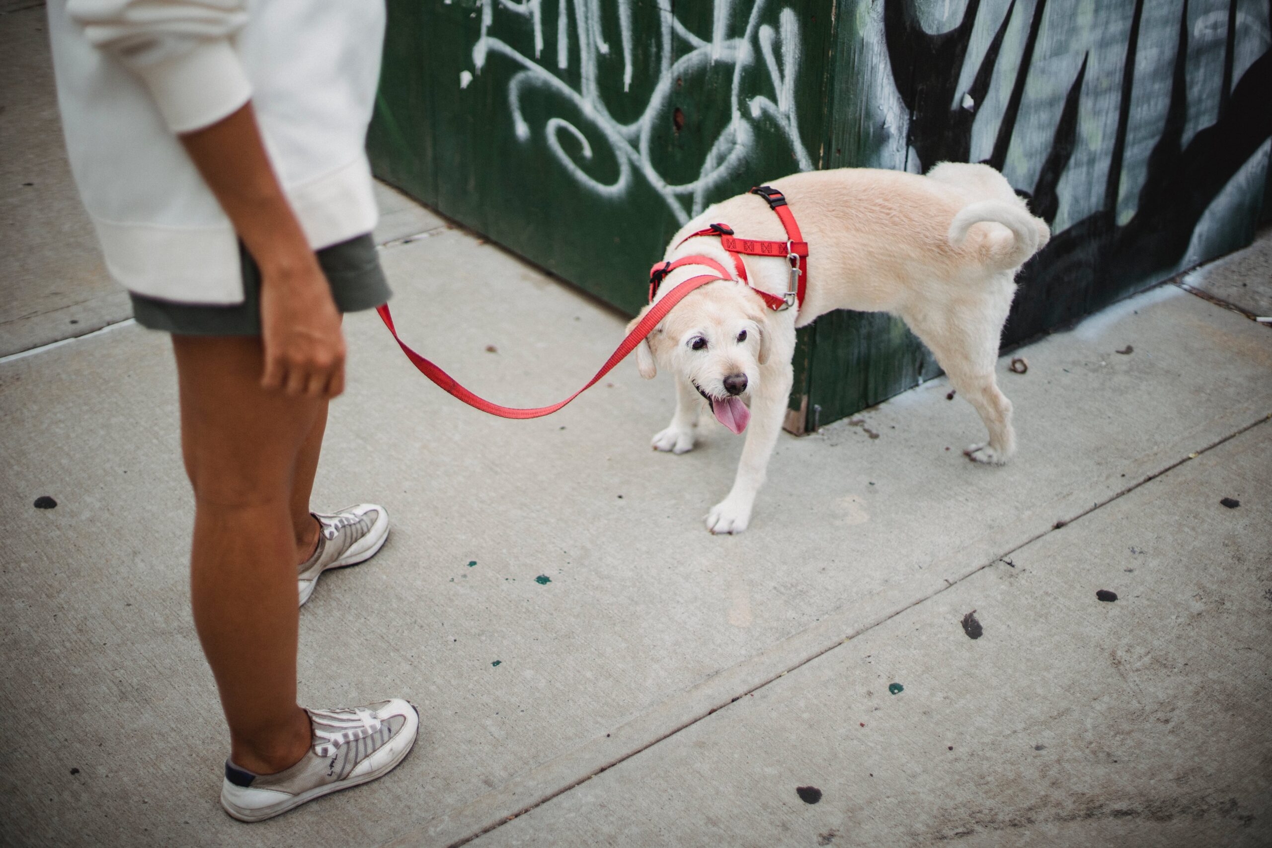 How to stop a dog from urinating in the house house training hacks