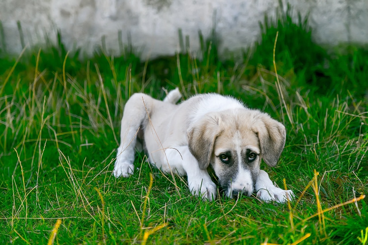 How to stop dog guarding behavior