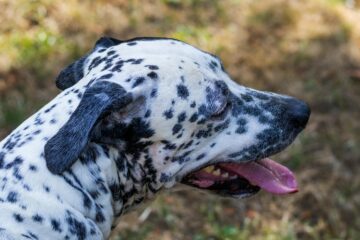 How to stop dog hot spots naturally