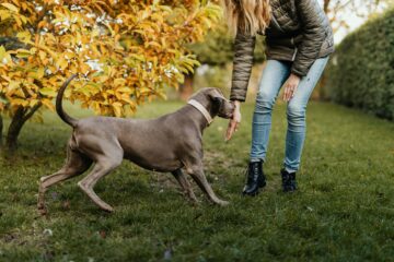 How to Stop Dog Nipping for Attention - 13 Friendly Tips