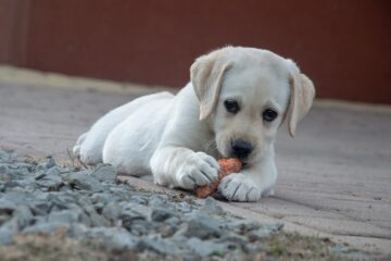 How to stop your dog eating everything on walks