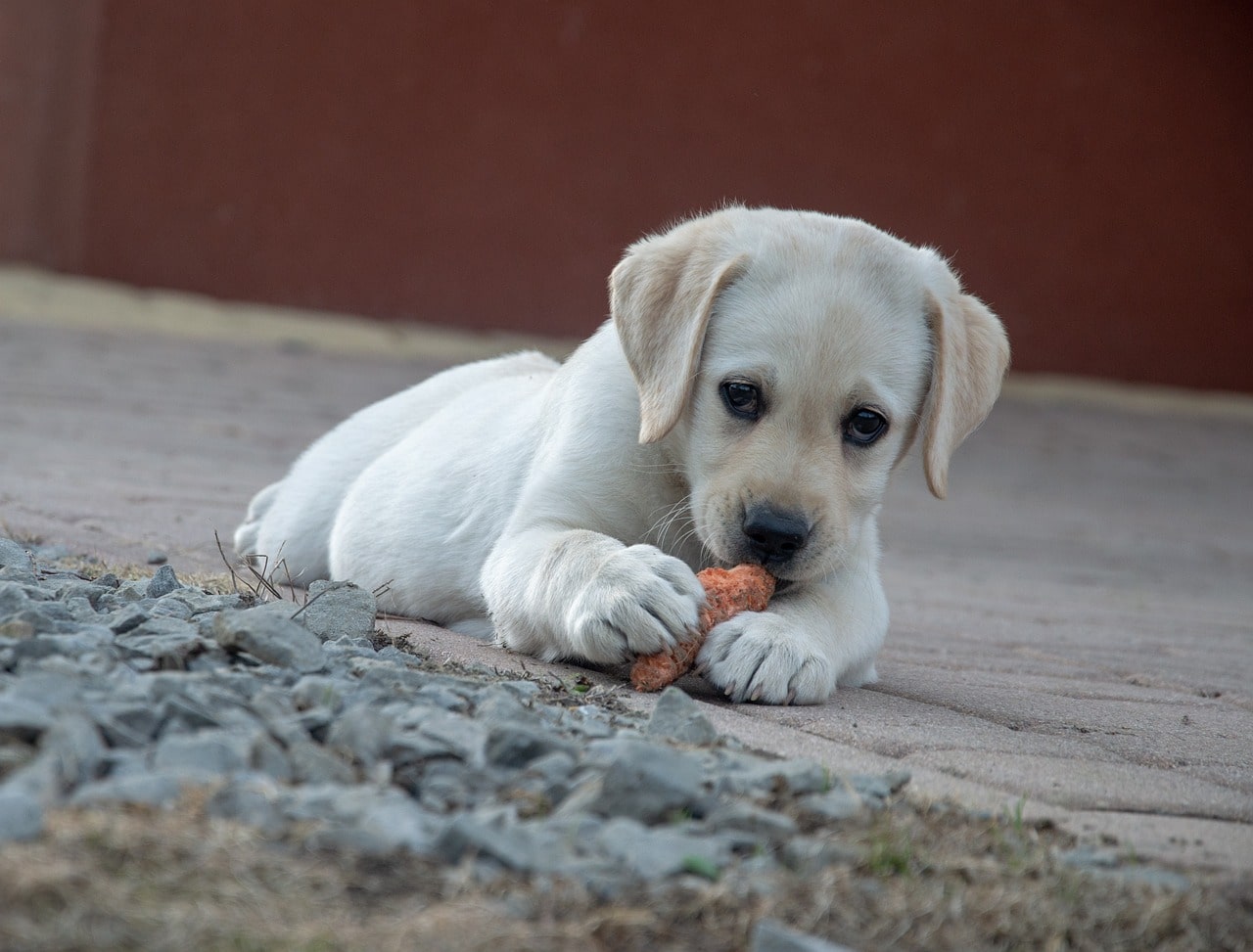 How to stop your dog eating everything on walks