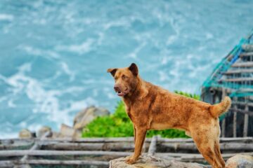 How to stop your dog from barking at neighbours