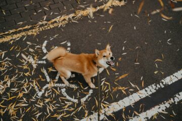 How to stop your dog from barking at strangers