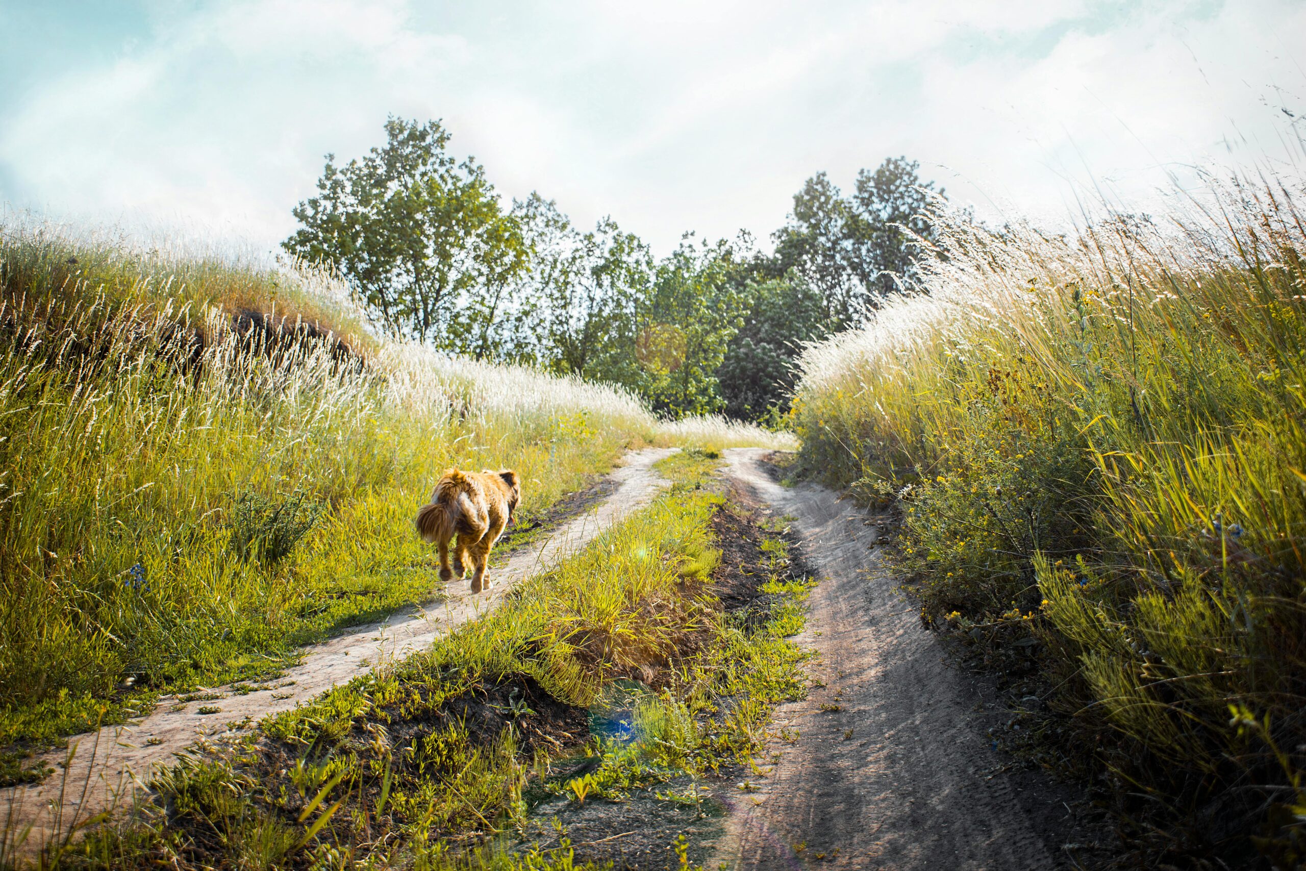 How to stop your dog from running away from home