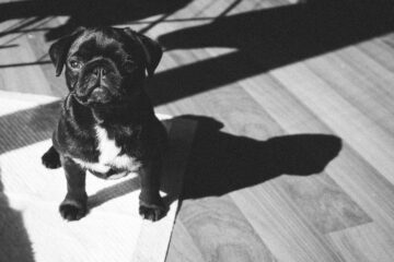 How to train your dog to poop on a pad
