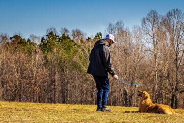 Mastering commands 13 proven tips on how to train a puppy to sit and stay