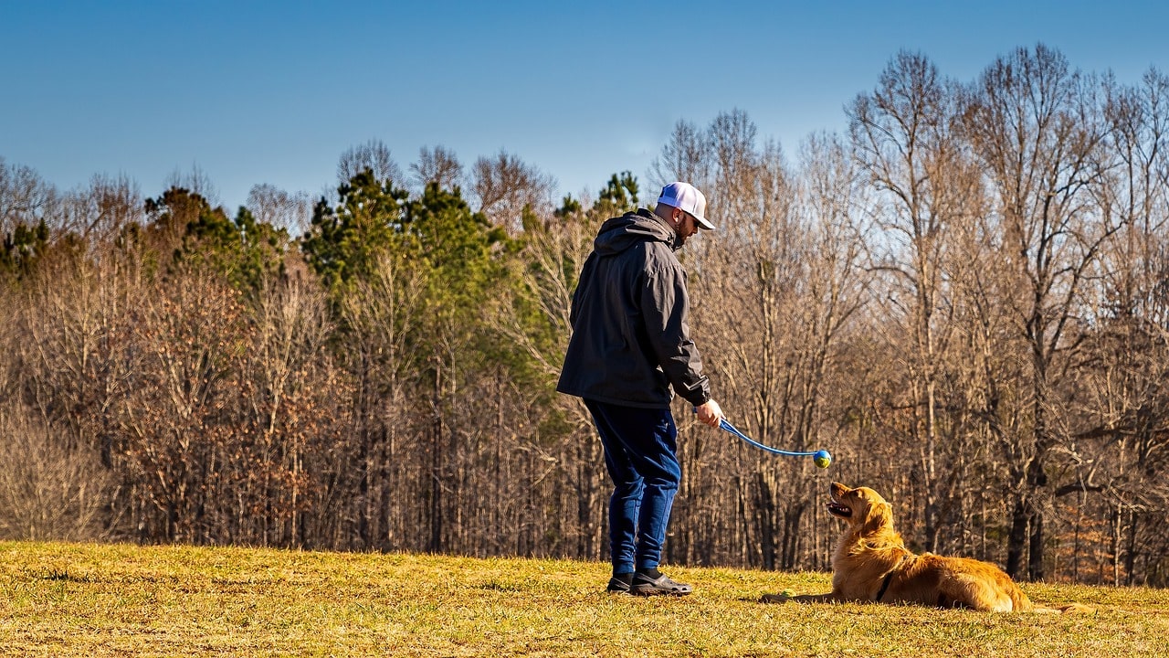 Mastering commands 13 proven tips on how to train a puppy to sit and stay