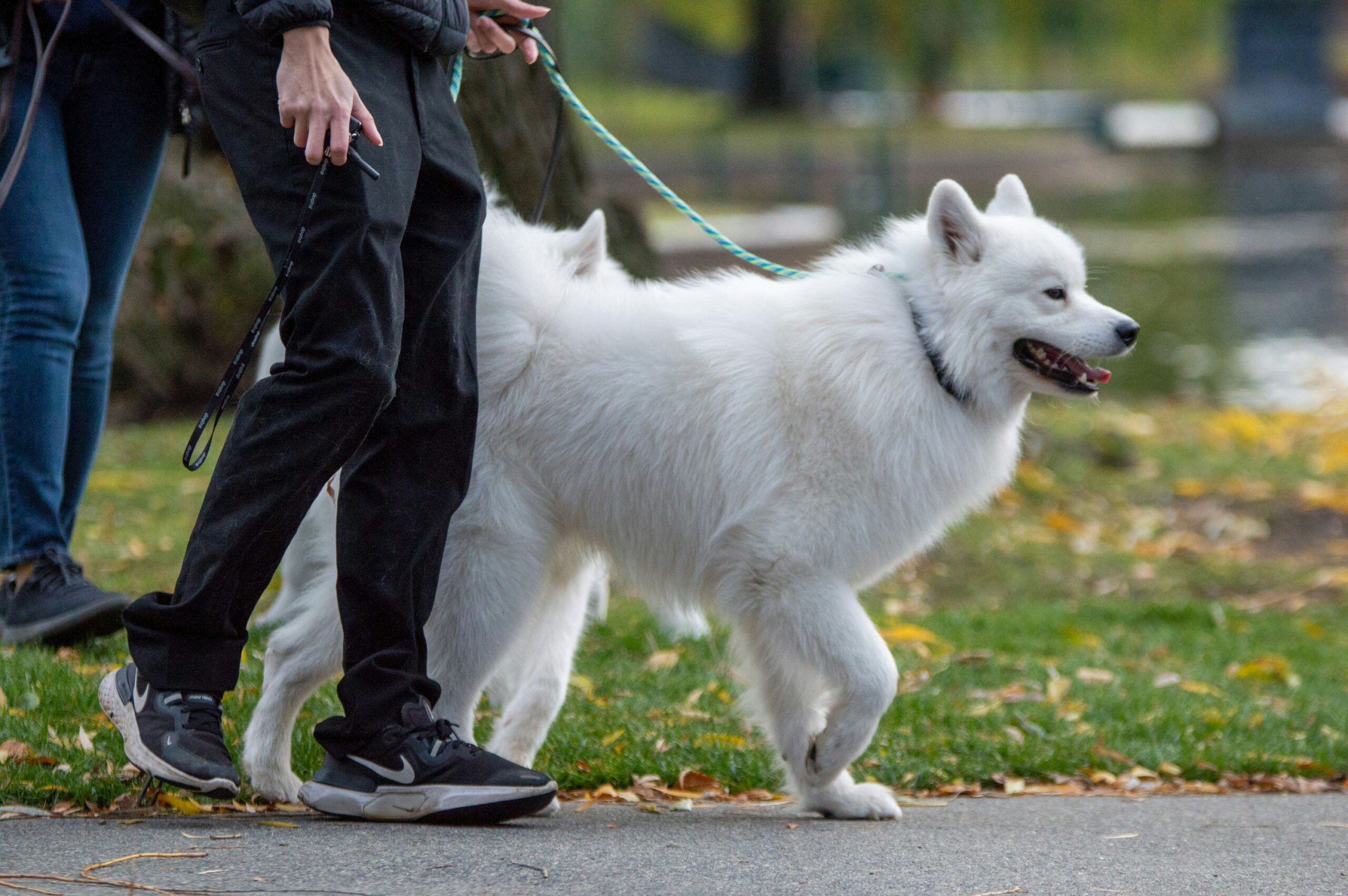 Mastering Public Etiquette How To Train Your Dog To Behave In Public