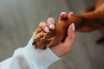 Tips on How to Make Your Dog Love You Again