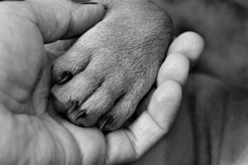 Tips on how to stop dog claw from bleeding