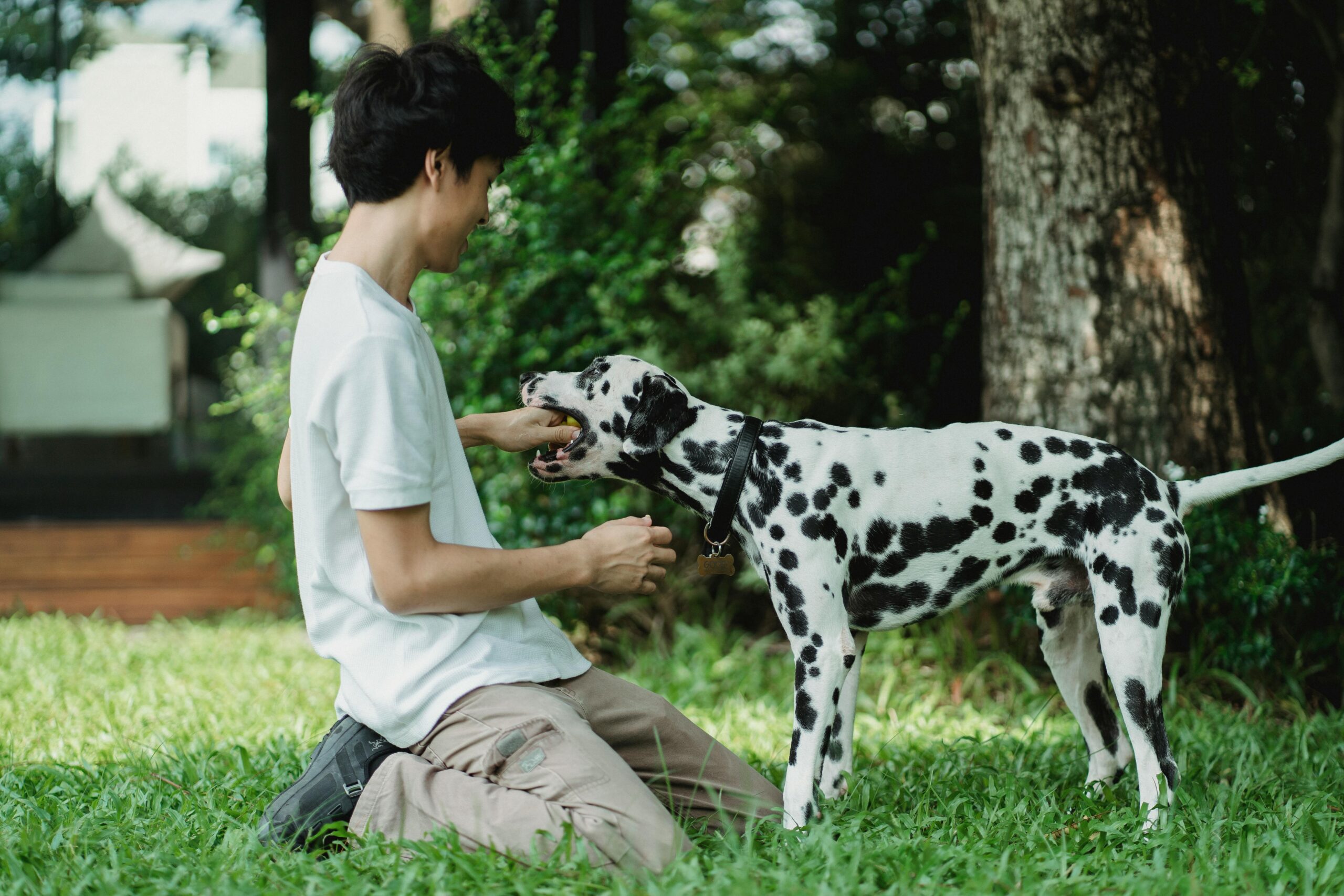 Understanding Canine Behavior: 15 Insights into "Why Does My Dog Gently Mouth My Hand"