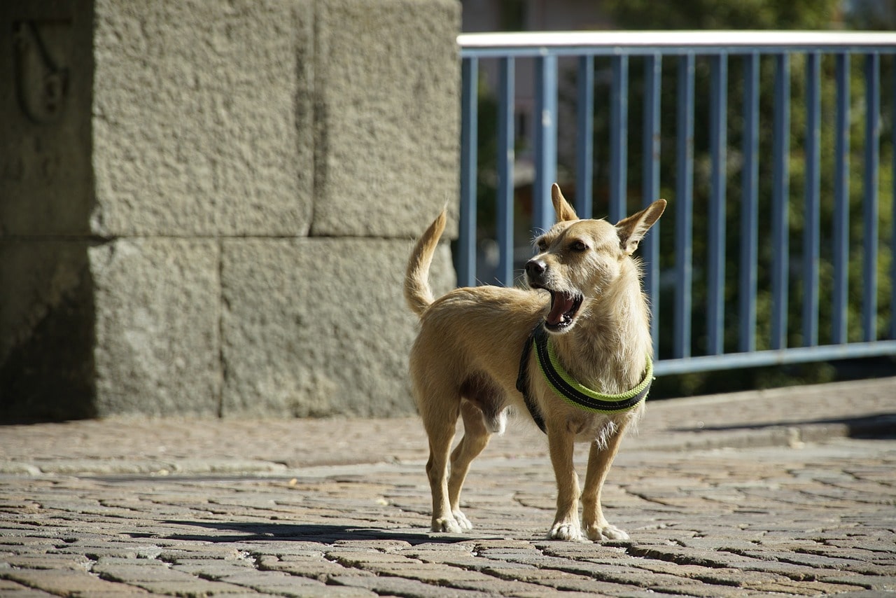 Unleashing Canine Communication: How To Get Your Dog To Bark Naturally