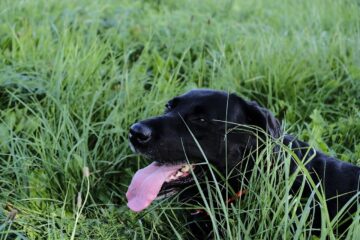 11 reasons behind why does my dog breathe fast
