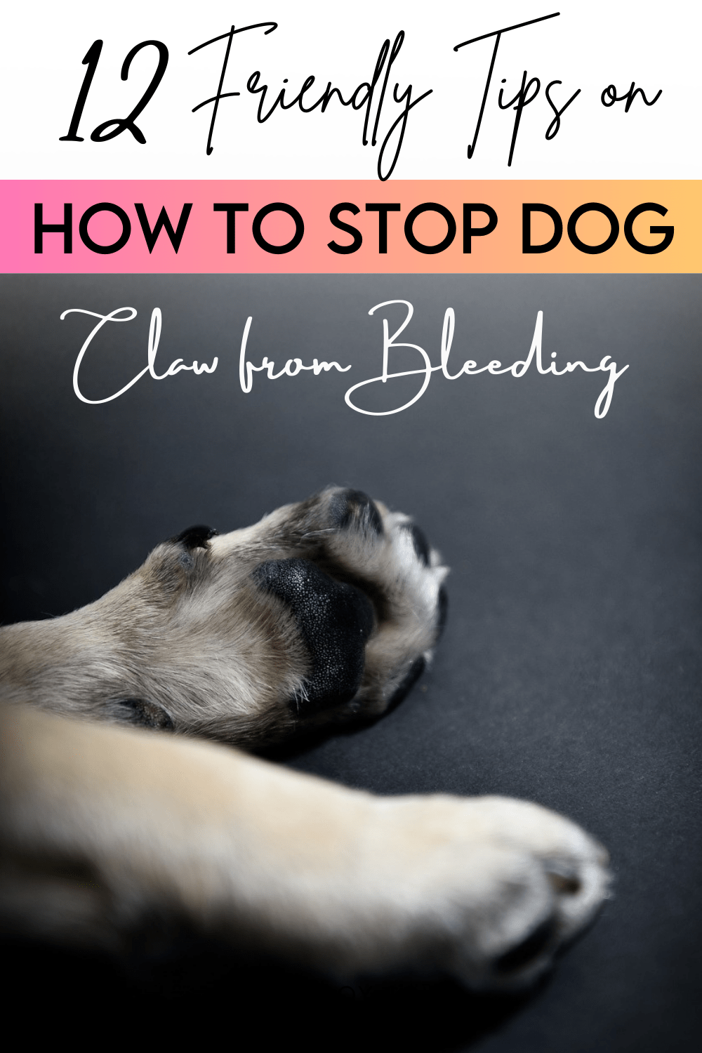 12 Tips on How to Stop Dog Claw from Bleeding 2024