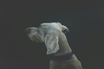 12-reasons-why-your-dog-keeps-shaking-his-head