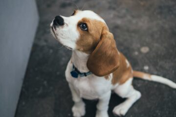 12 tips on how to stop dog urinating indoors