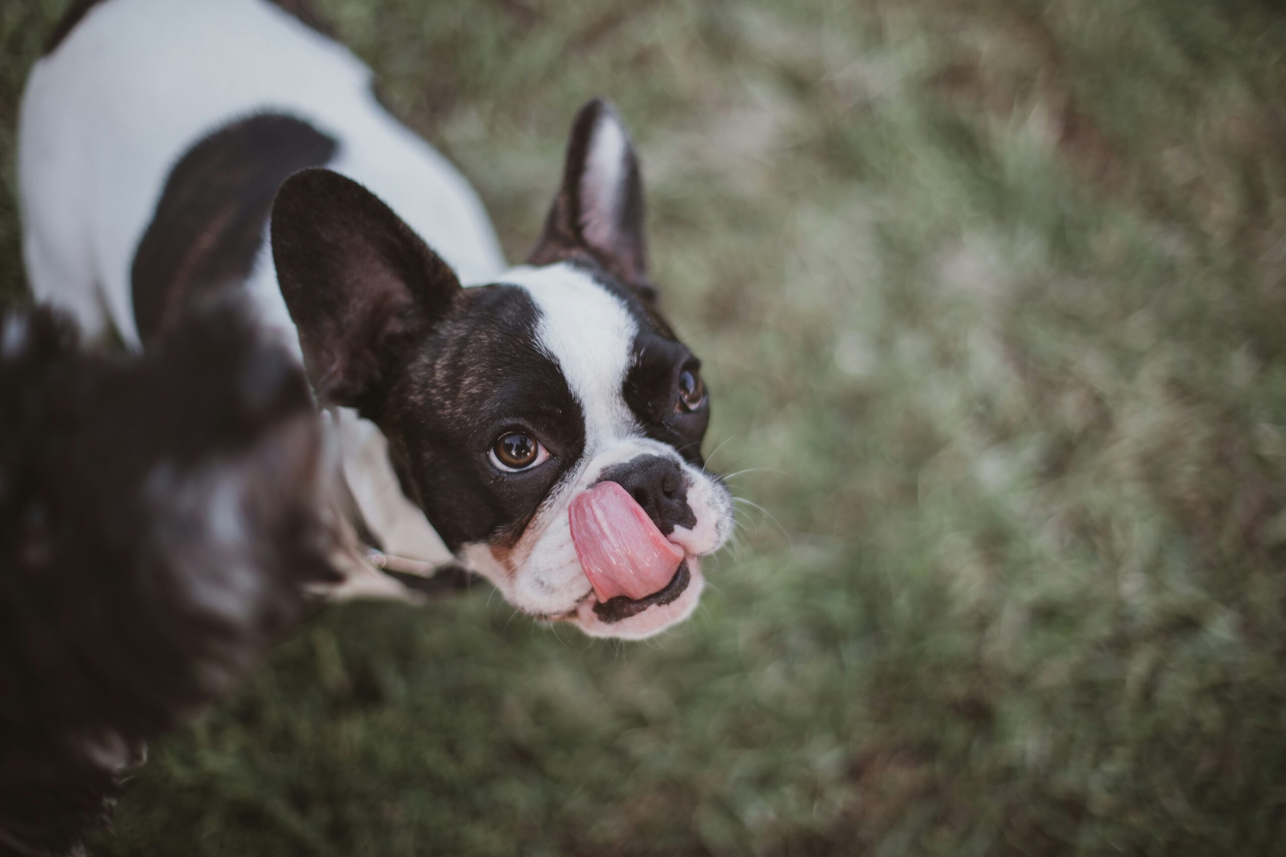 13 reasons why your dog loves licking the floors