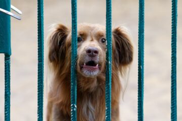 13 Tips on How To Stop Dog Barking When Left Alone
