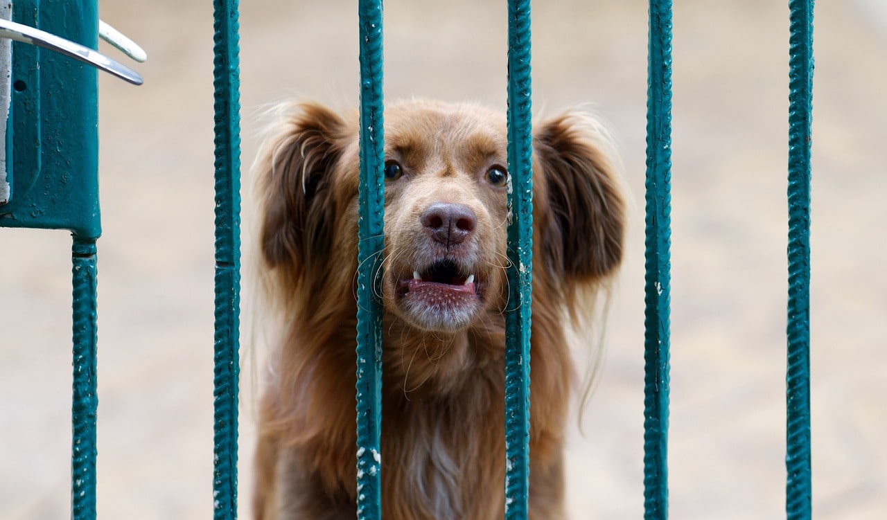 13 Tips on How To Stop Dog Barking When Left Alone