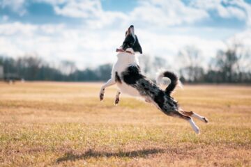 14 proven methods how to stop dog jumping up