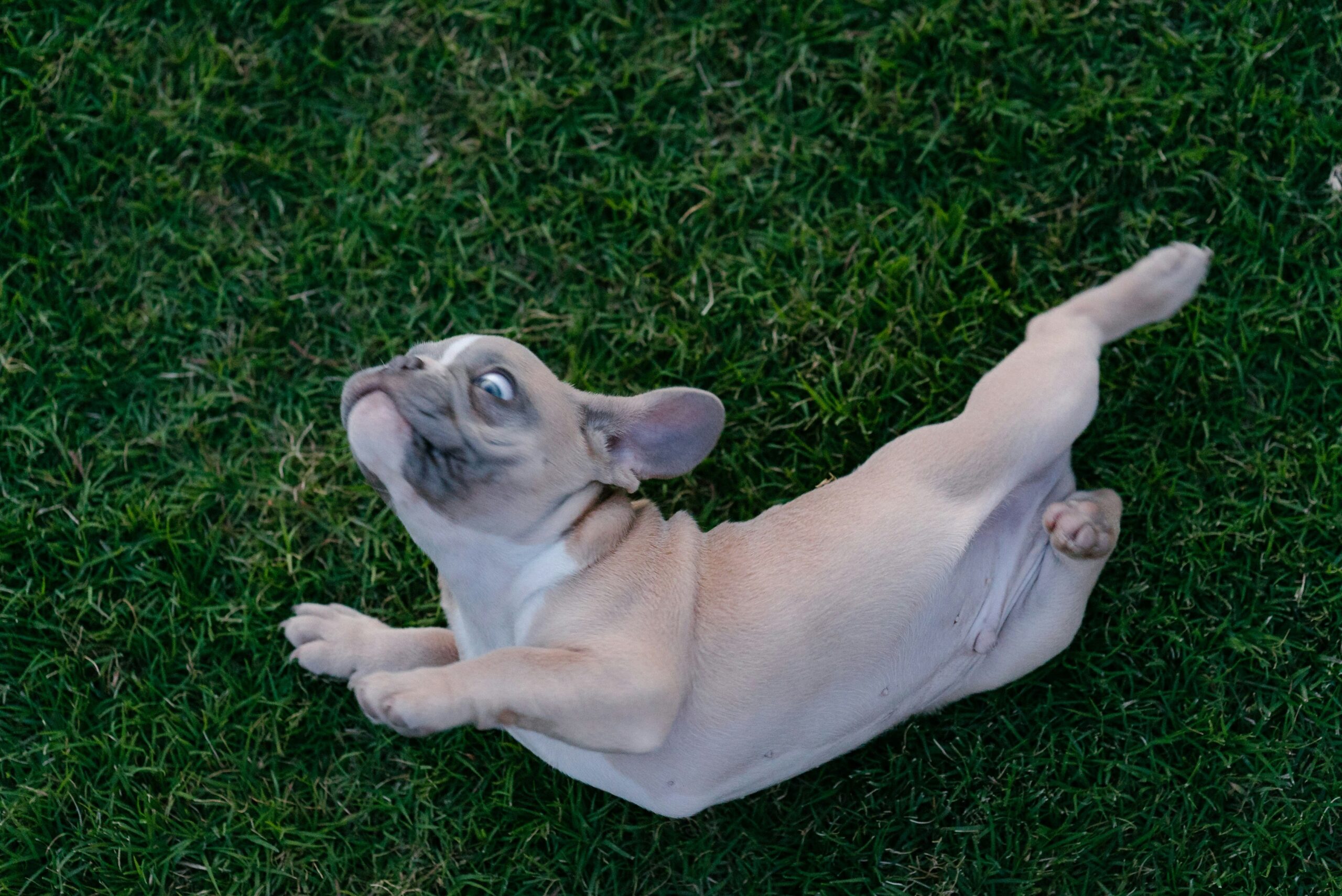 15 tips on why do dogs roll in grass after bath