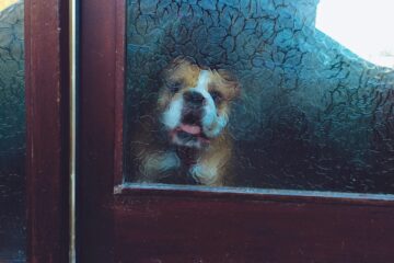 How to stop your dog from scratching the door at night