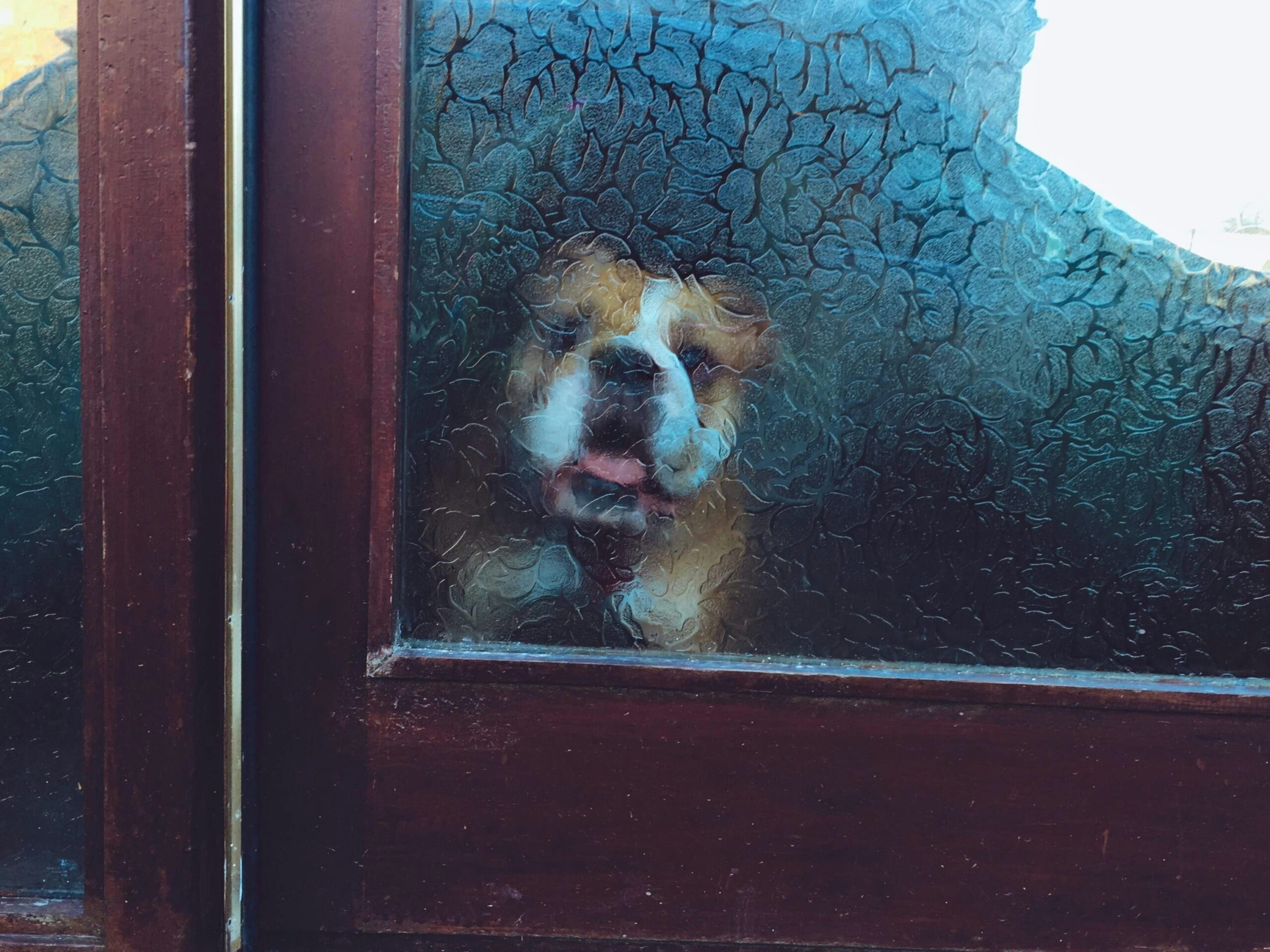 How to stop your dog from scratching the door at night