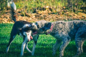 Tips on how to stop dog aggression towards other dogs