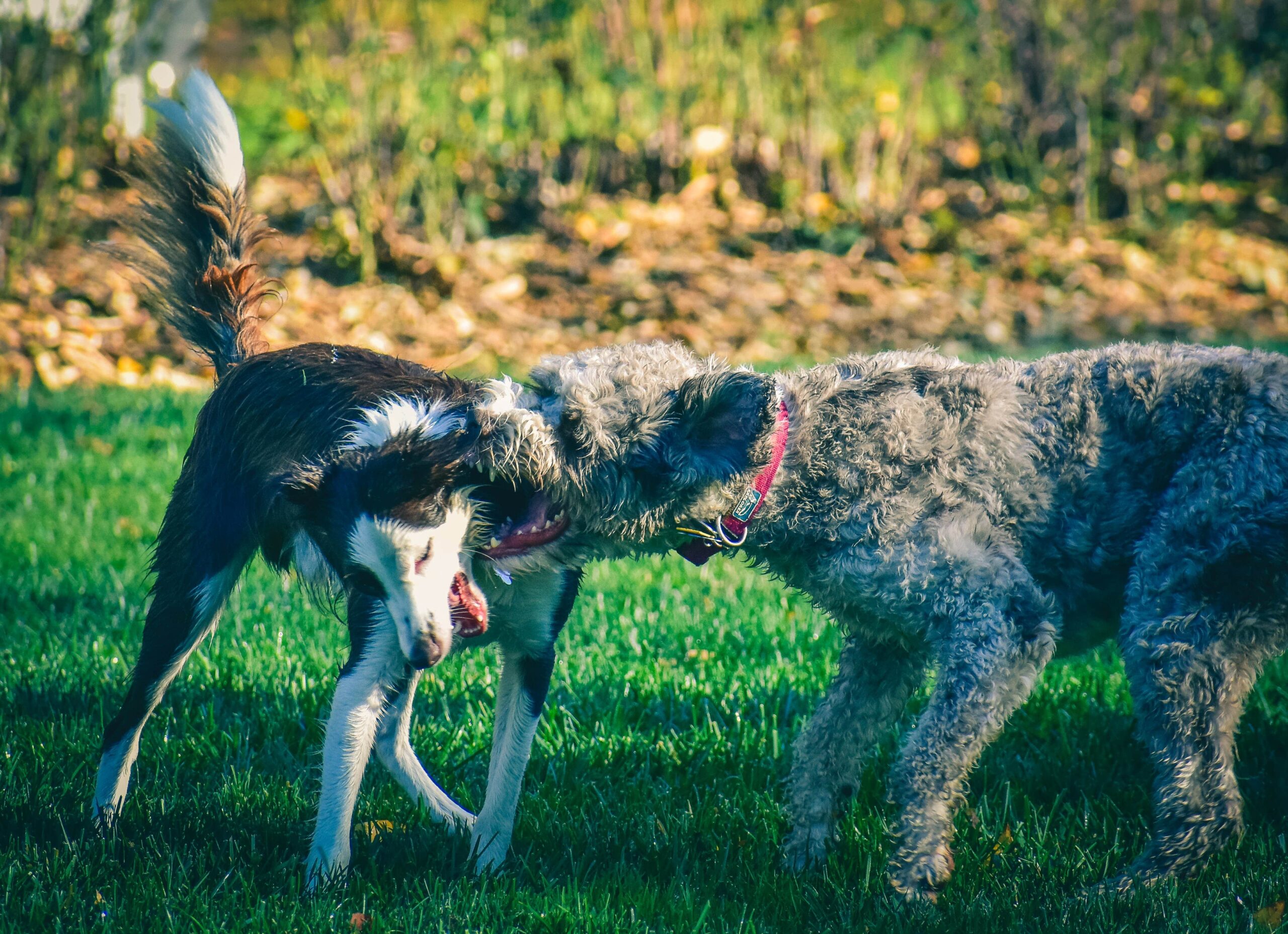 Tips on how to stop dog aggression towards other dogs