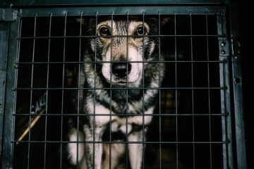 Tips on how to stop dog barking in crate at night