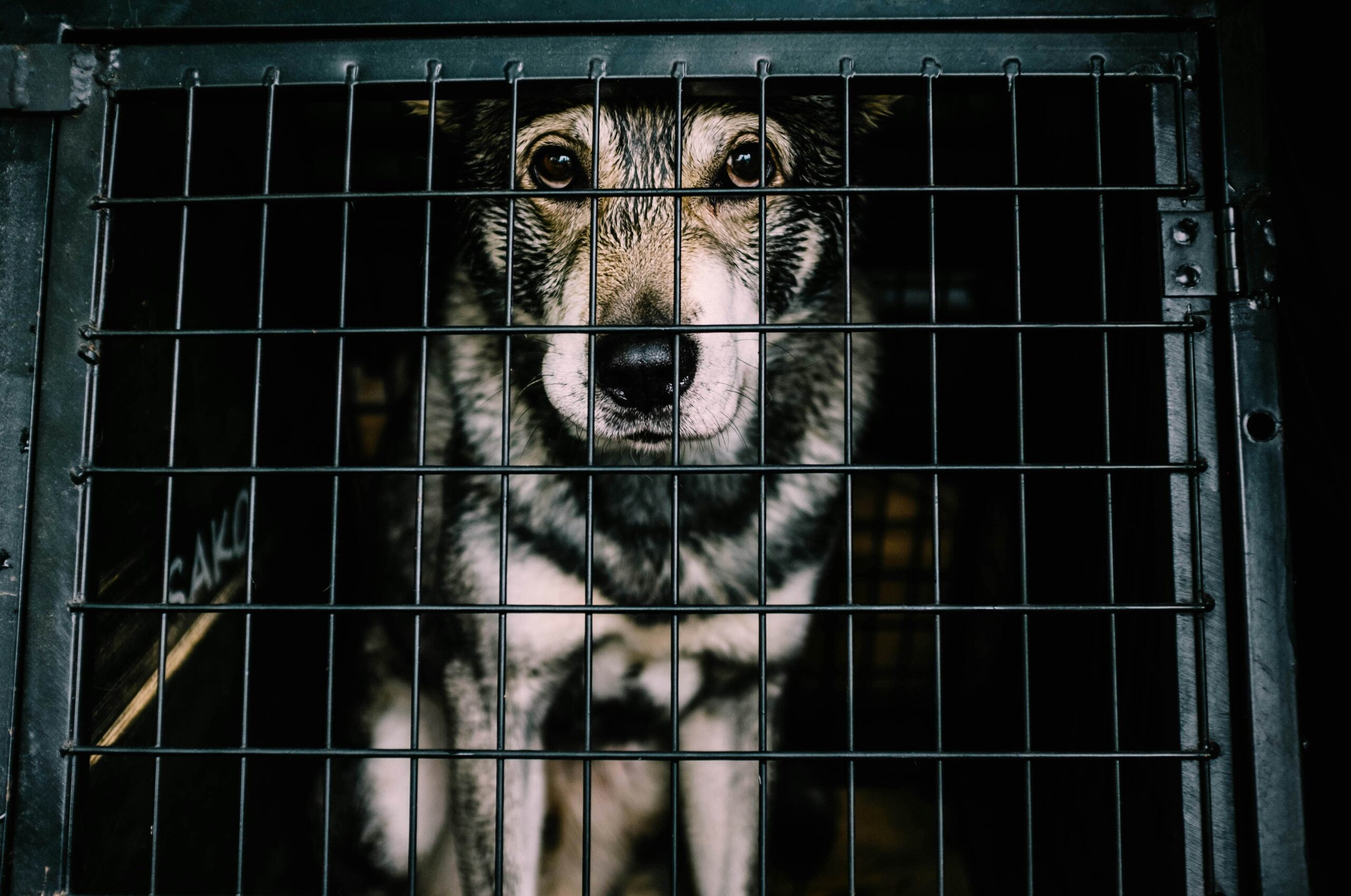 Tips on how to stop dog barking in crate at night