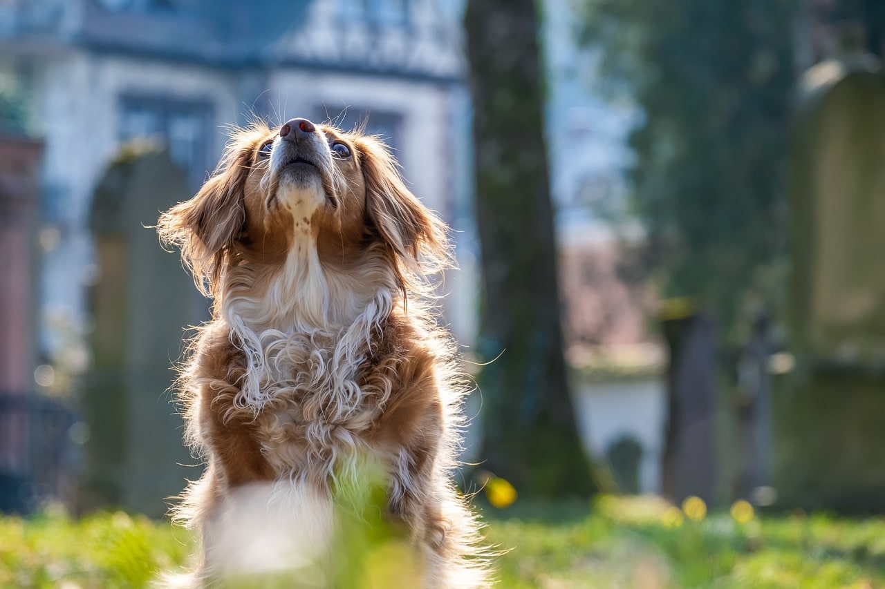 Unraveling canine quirks: tips on how to stop dog humping behavior