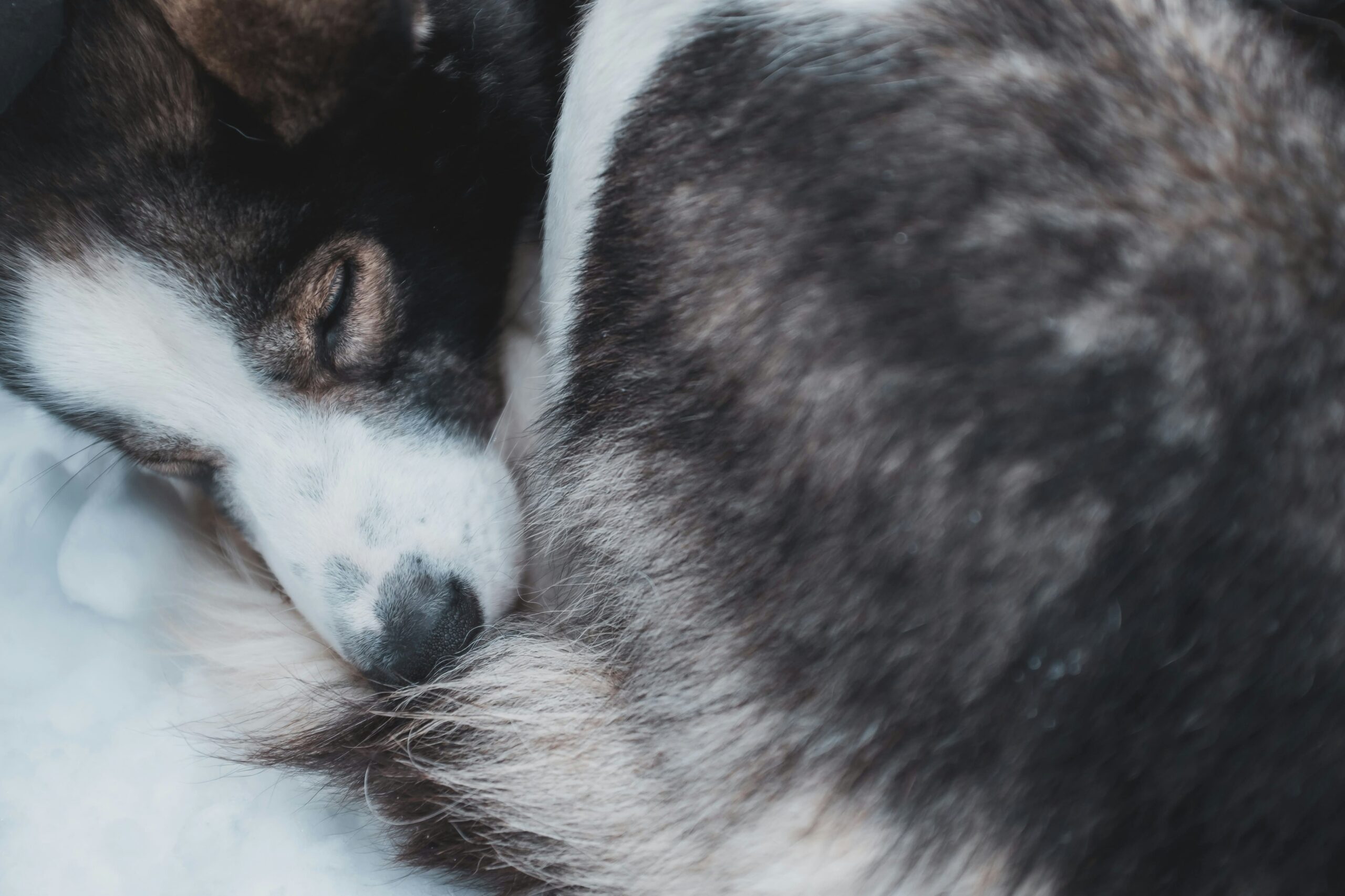 Unveiling The Mystery: Reasons Why Dogs Hide Under The Bed At Night