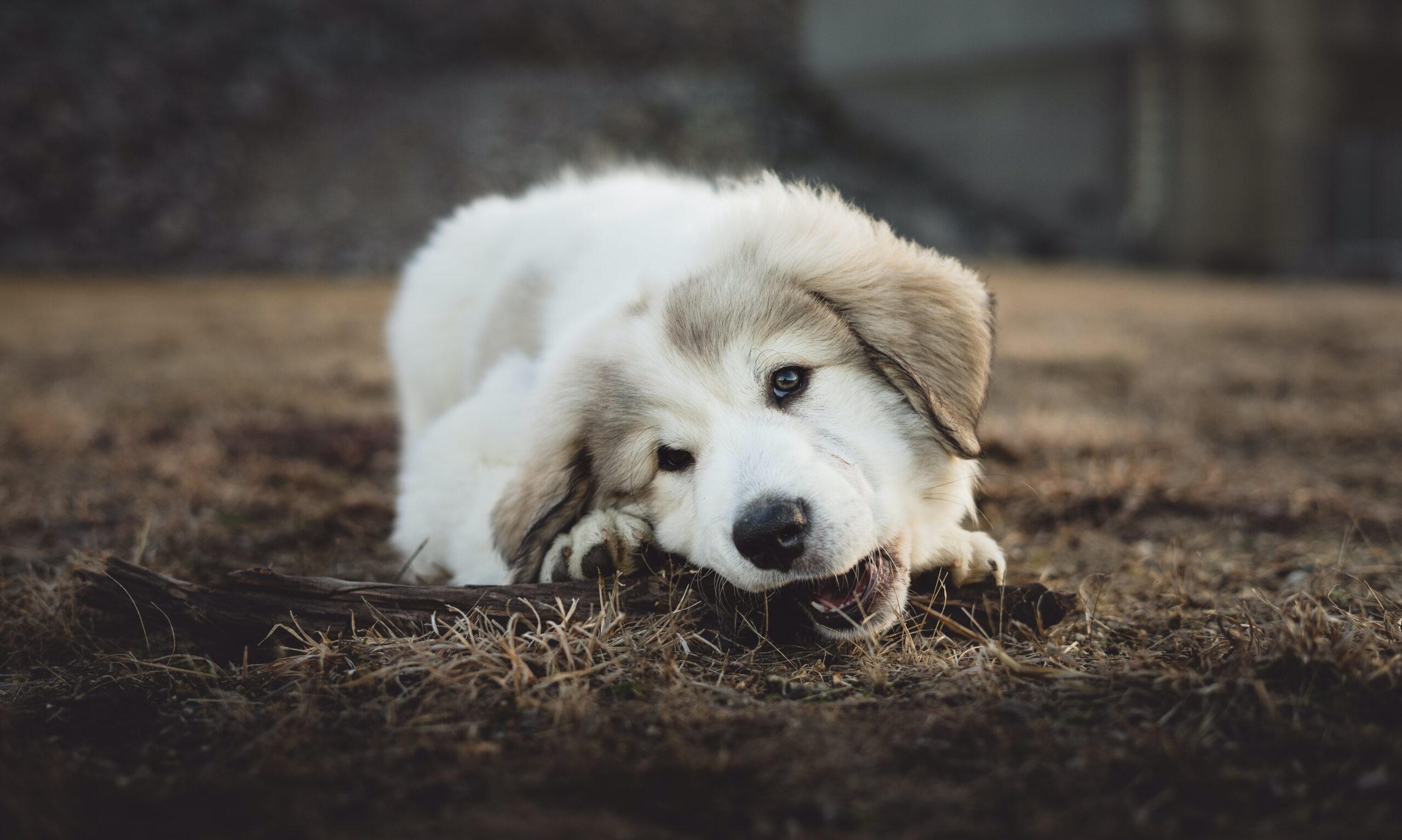 Why does my dog chew everything? Exploring 11 friendly reasons