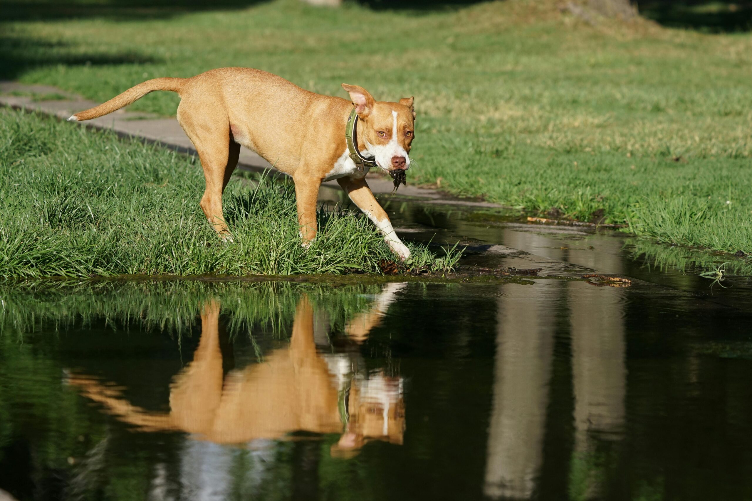 14 tips on why does my dog destroy my house?