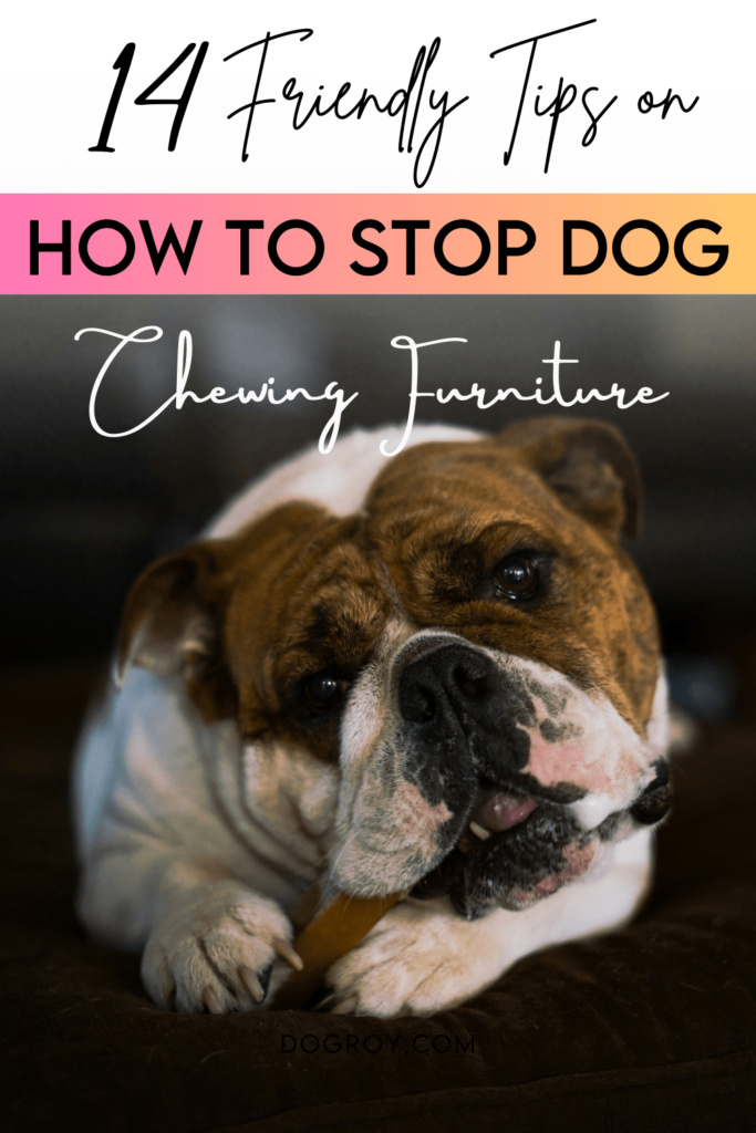 14 Tips on How to Stop Dog Chewing Furniture
