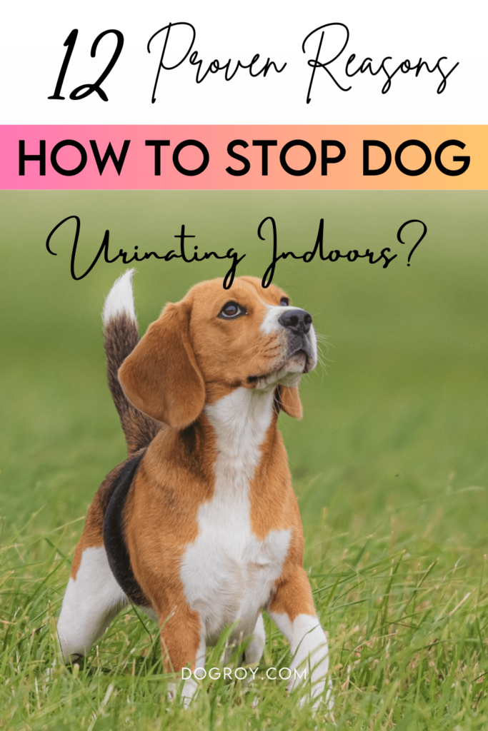 12 tips on how to stop dog urinating indoors