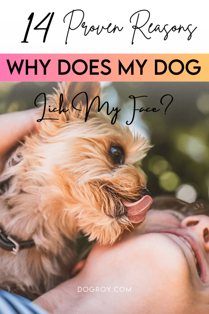14 proven reasons why does my dog lick my face