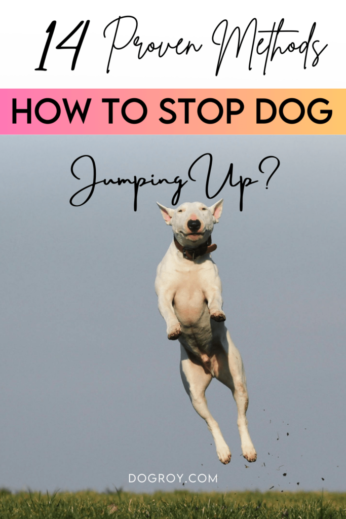 14 Proven Methods: How to Stop Dog Jumping Up
