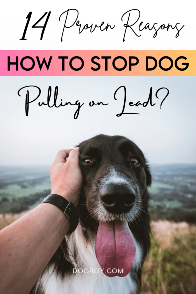 How to stop dog pulling on lead